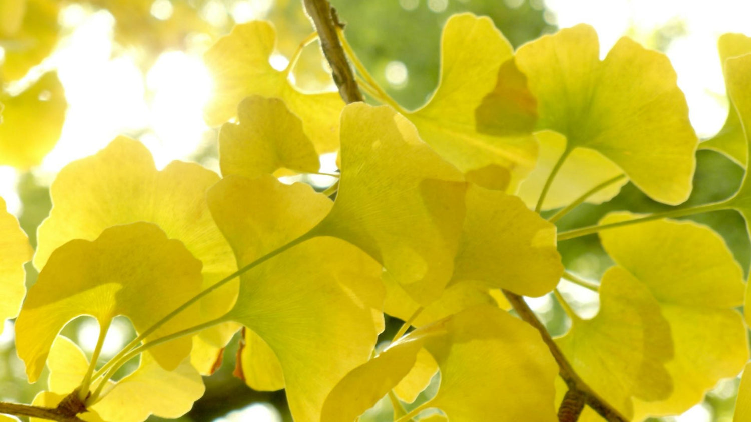 gingko-biloba-supplement