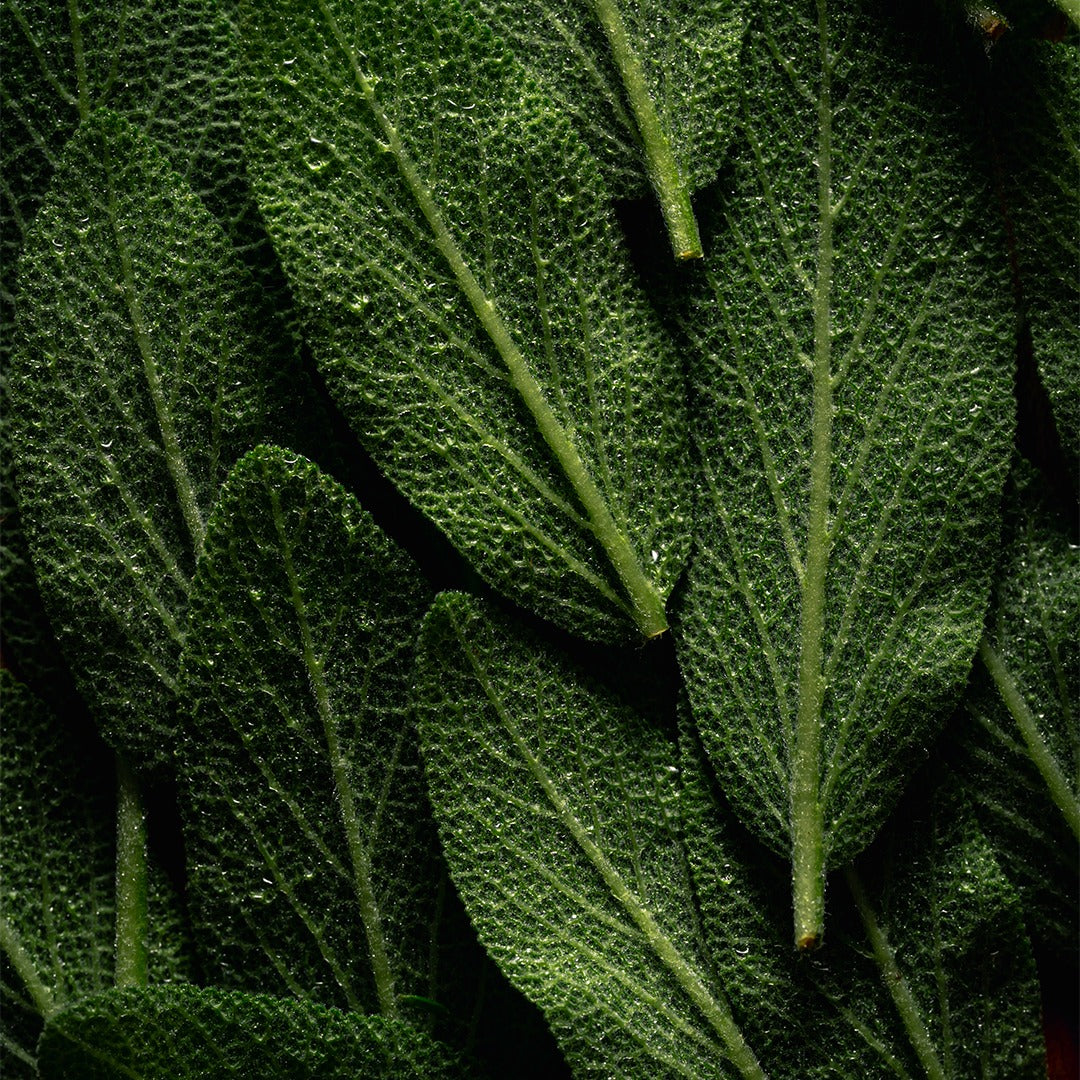 Enhance Memory and Boost Cognition with Sibelius™ Sage Extract