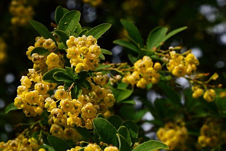 What Is Berberine, The Supplement Deemed 'Nature's Ozempic'?