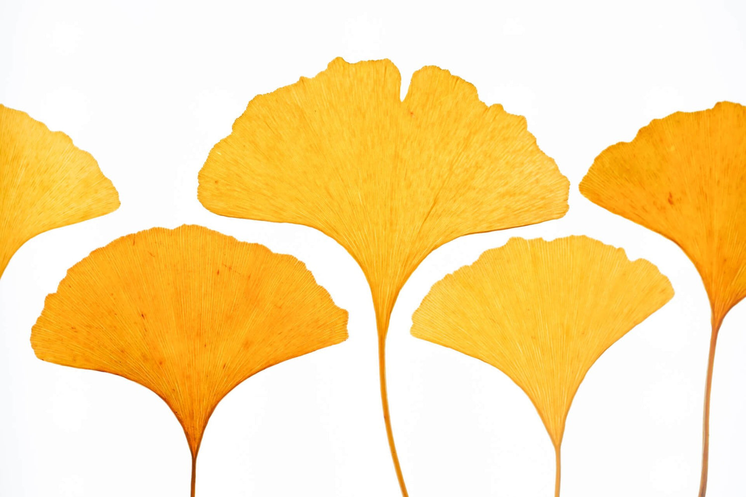 Ginkgo Biloba: The Natural Catalyst for Enhanced Cognitive Health
